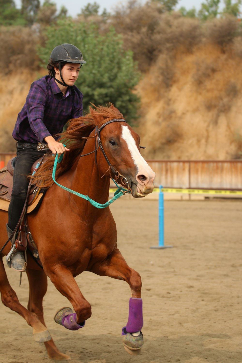 brown and white horse on brown sand during daytime