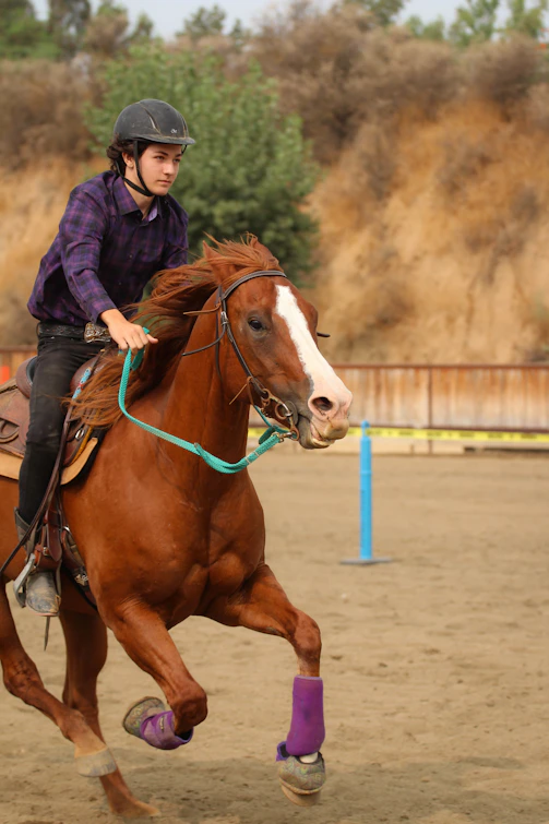 brown and white horse on brown sand during daytime