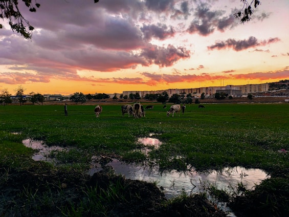 Sunset over a sprawling cattle ranch with natural water ponds and grazing herds.