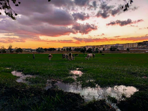 Sunset view over a well-maintained livestock farm with grazing cattle
