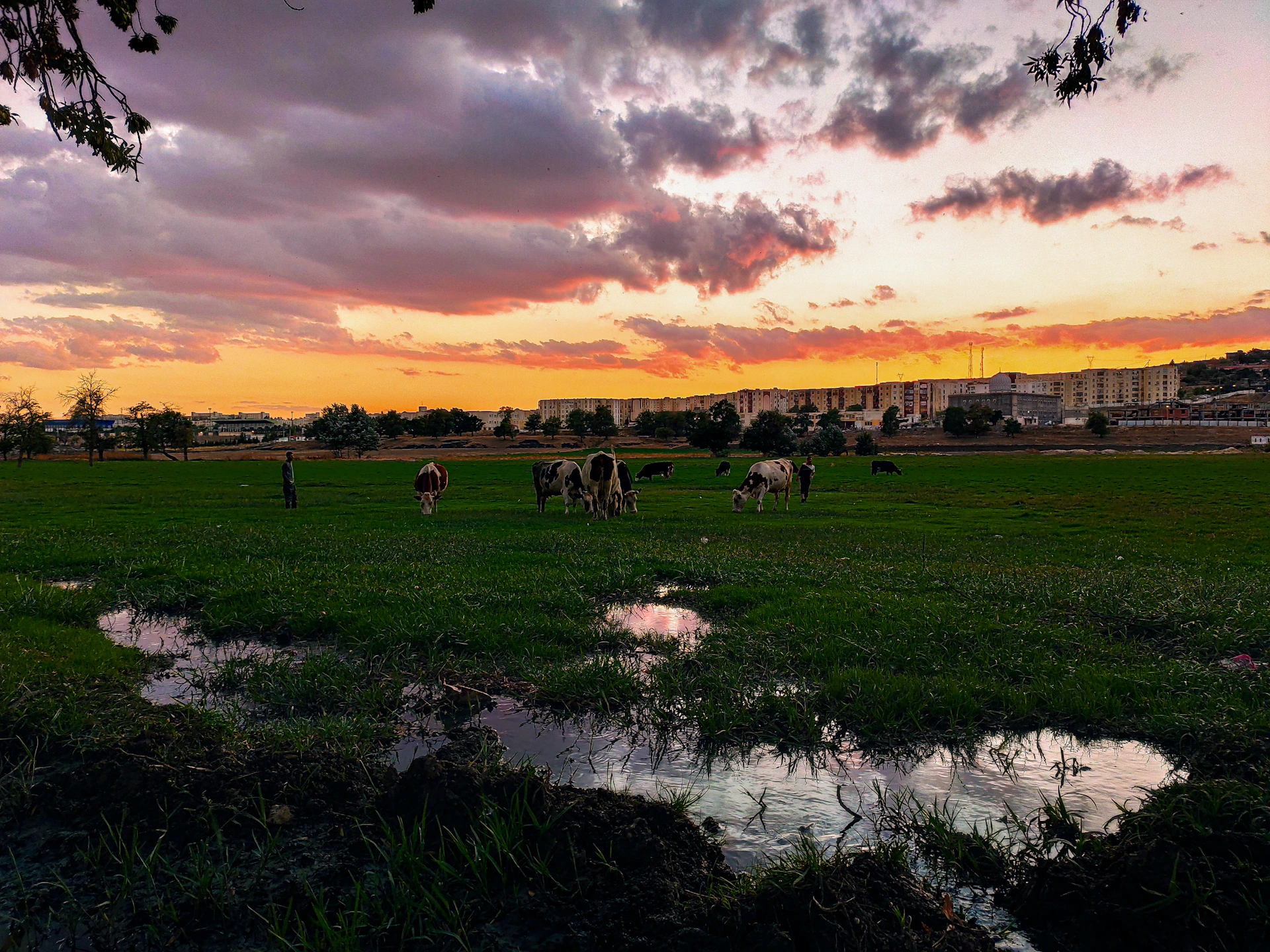 Sunset over wide open fields with grazing cows and rustic wooden fences at Thirty-Five and Liberty RV Park.