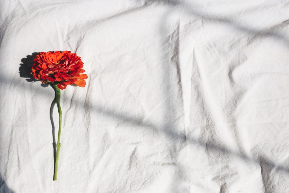 red flower on white textile