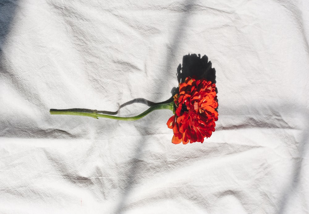 red and black flower on white textile