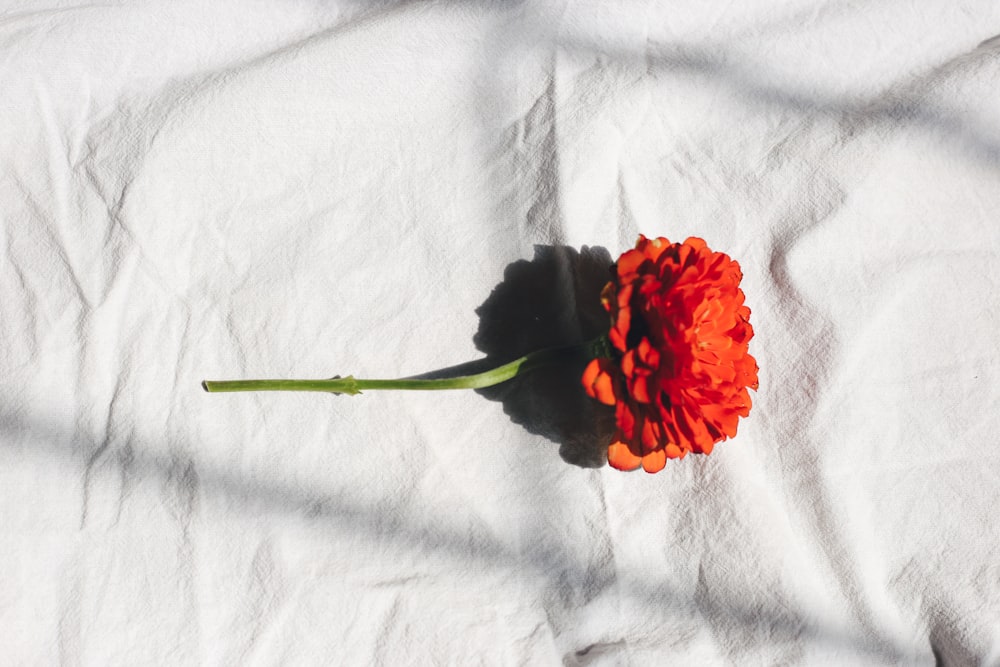 Fleur rouge sur textile blanc