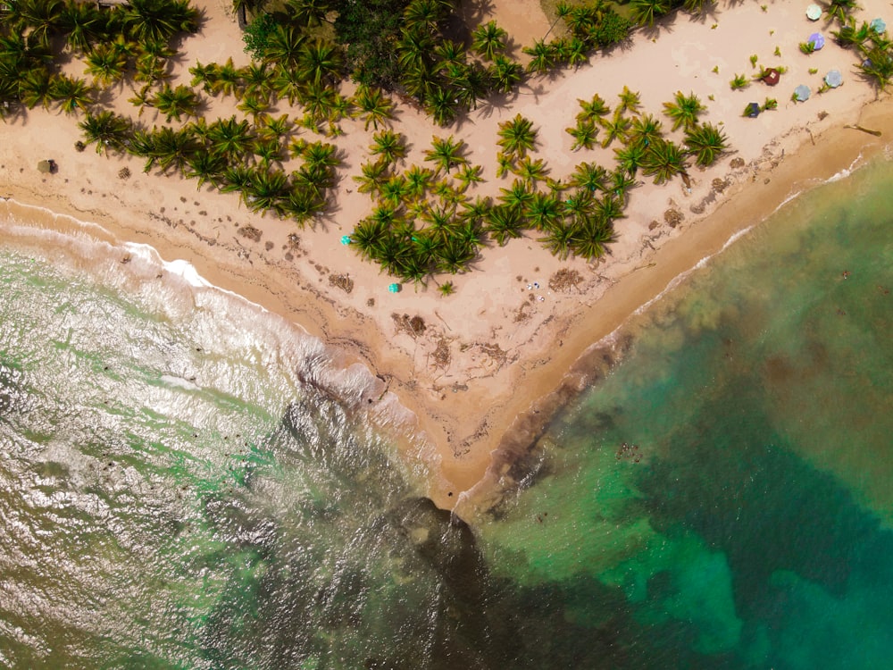 aerial view of green trees near body of water during daytime