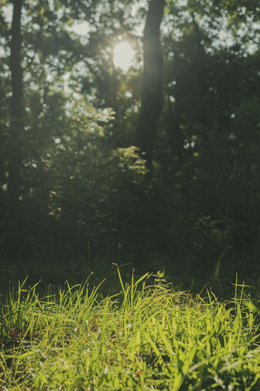 green grass field during daytime