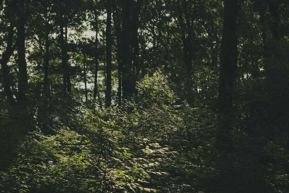 Alberi e piante verdi durante il giorno