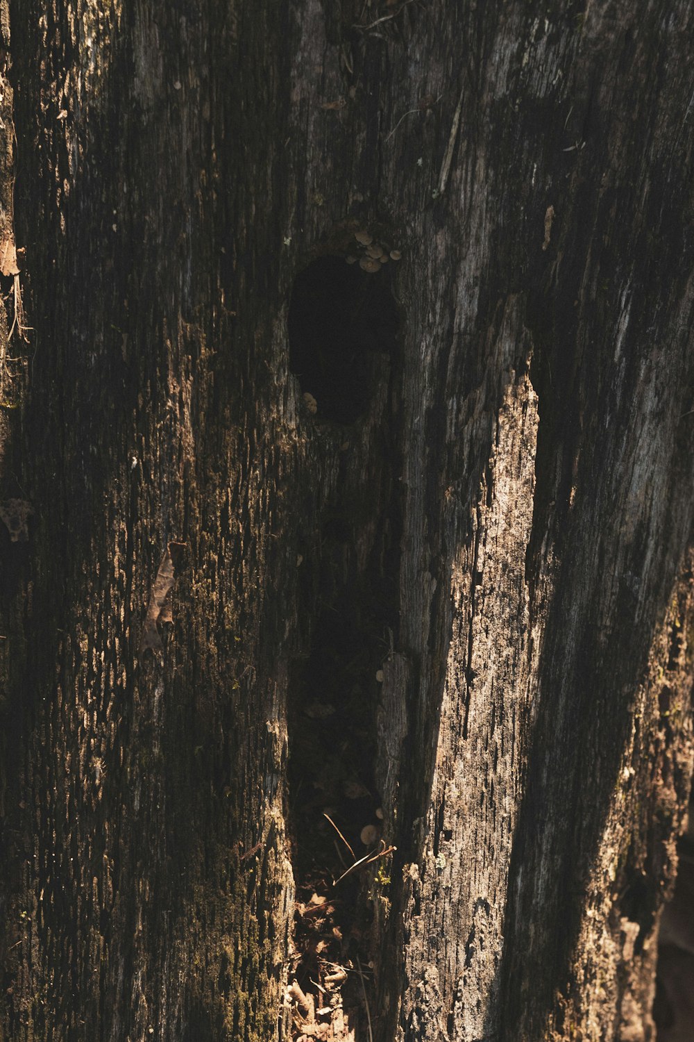 tronco de árbol marrón y negro