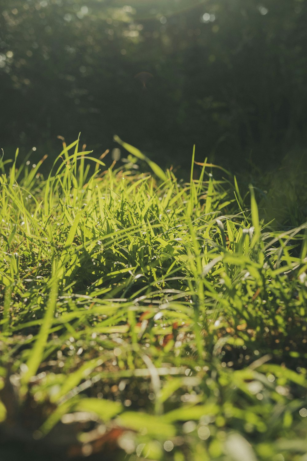 green grass field during daytime