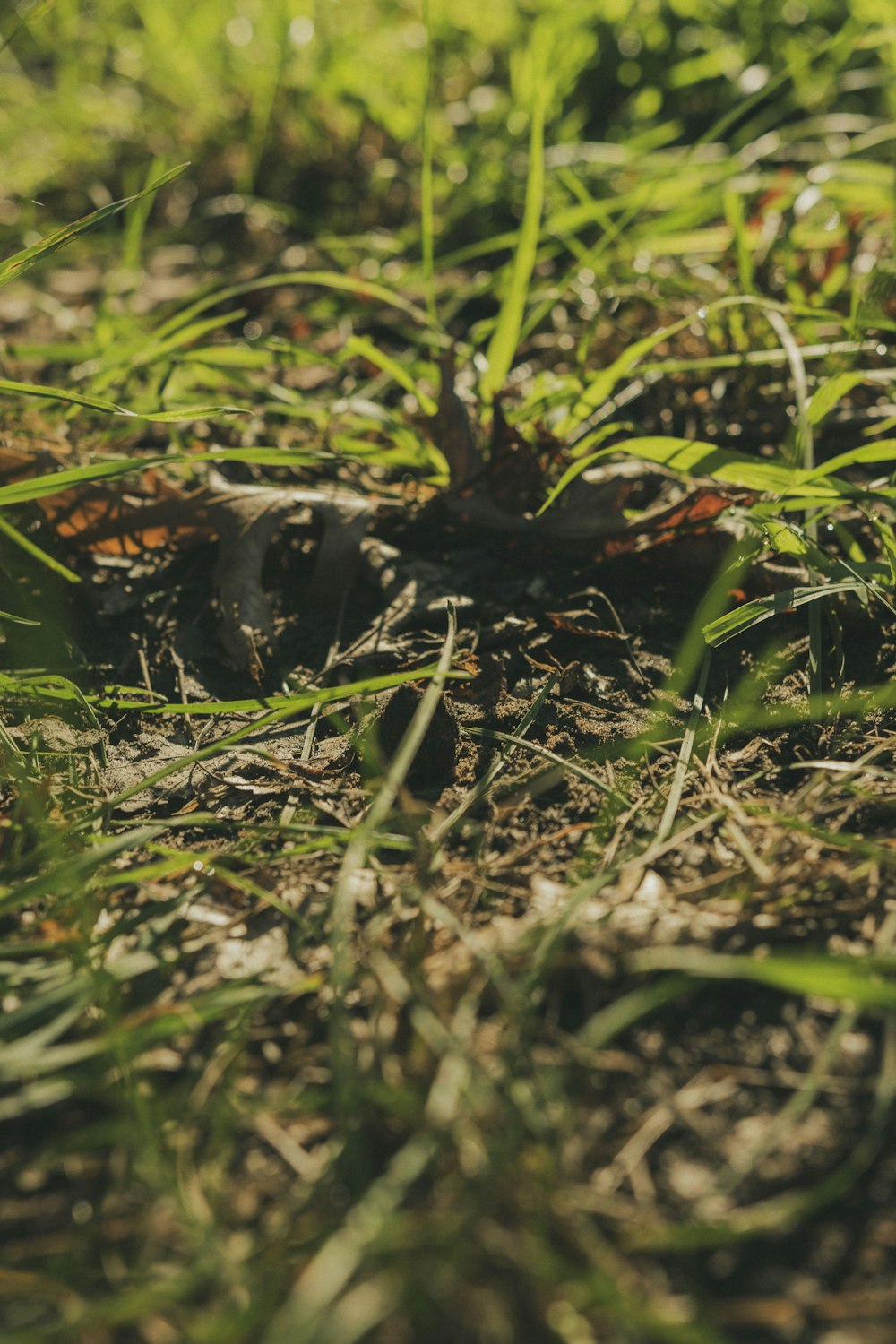 Un petit oiseau assis au sommet d’un champ verdoyant