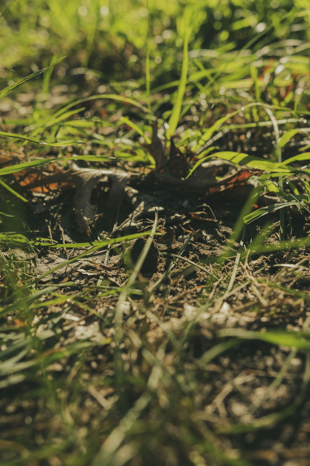 a small bird sitting on top of a lush green field