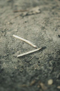 Close-up of fresh neem dattoon sticks resting on a natural wood surface with soft morning light.