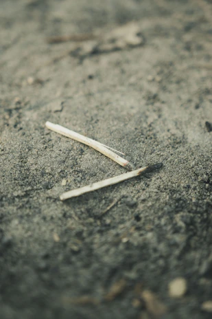 Close-up of fresh neem dattoon sticks resting on a natural wood surface with soft morning light.