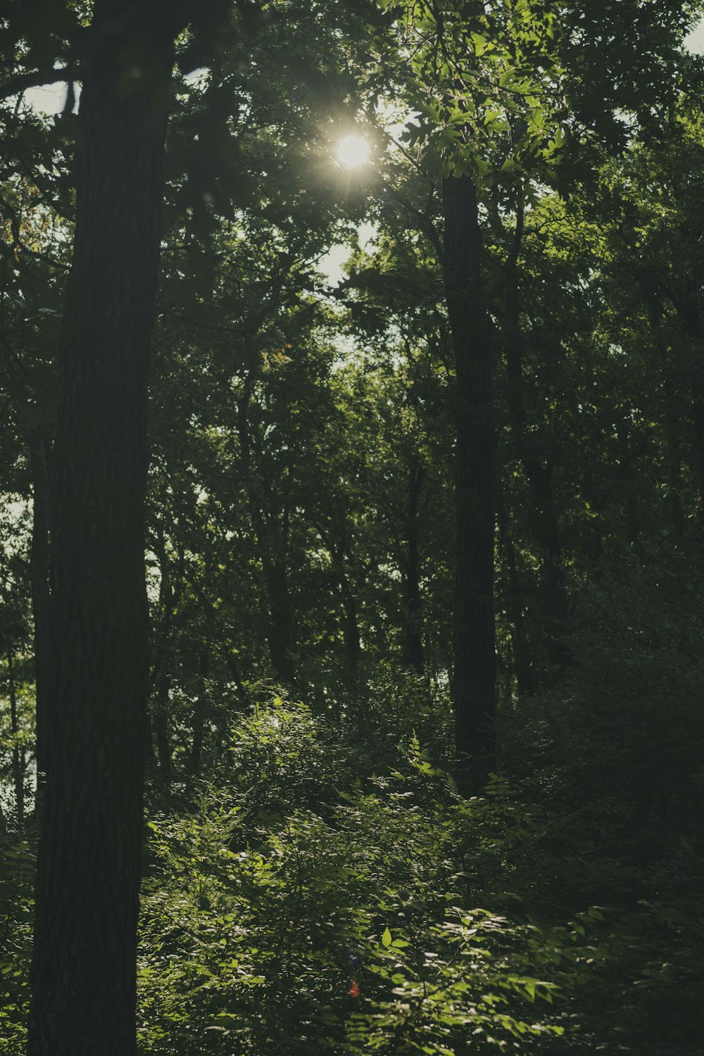 green trees and plants during daytime