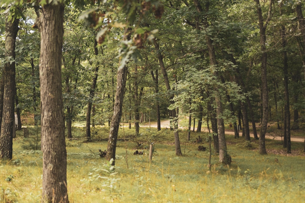 green grass field with trees