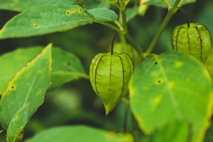 water droplets on green leaf