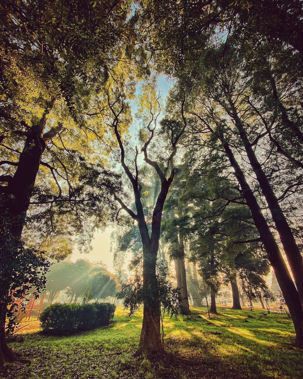 green and brown trees under blue sky during daytime