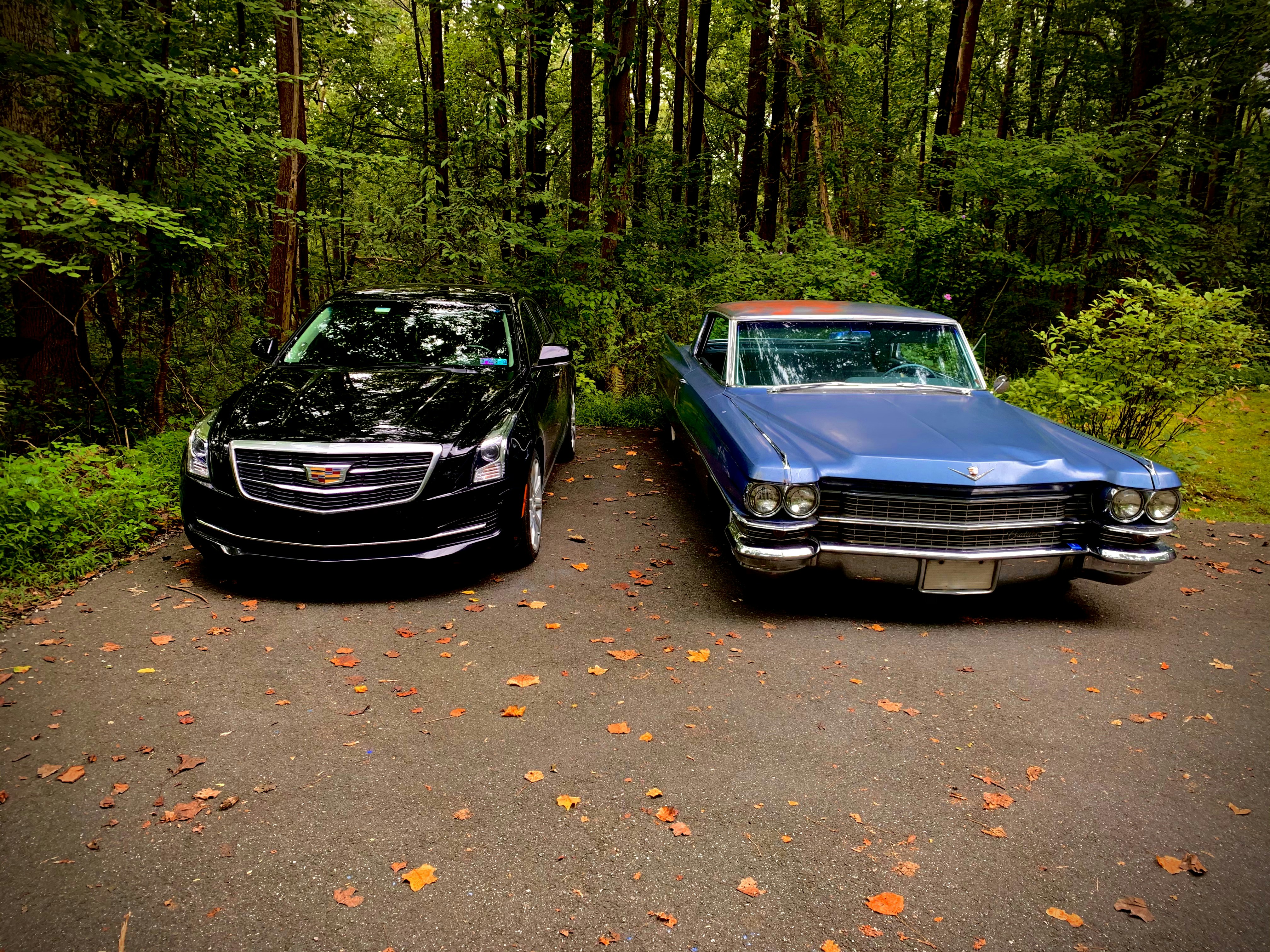 blue car parked on forest during daytime
