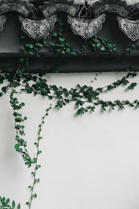 green vine plant on white wall