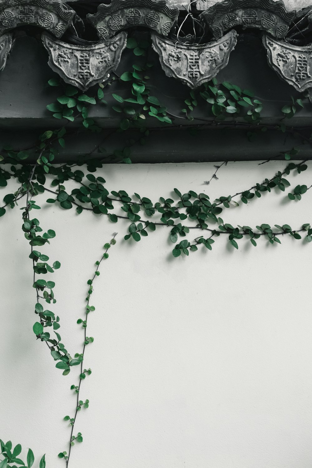 Planta de vid verde en pared blanca