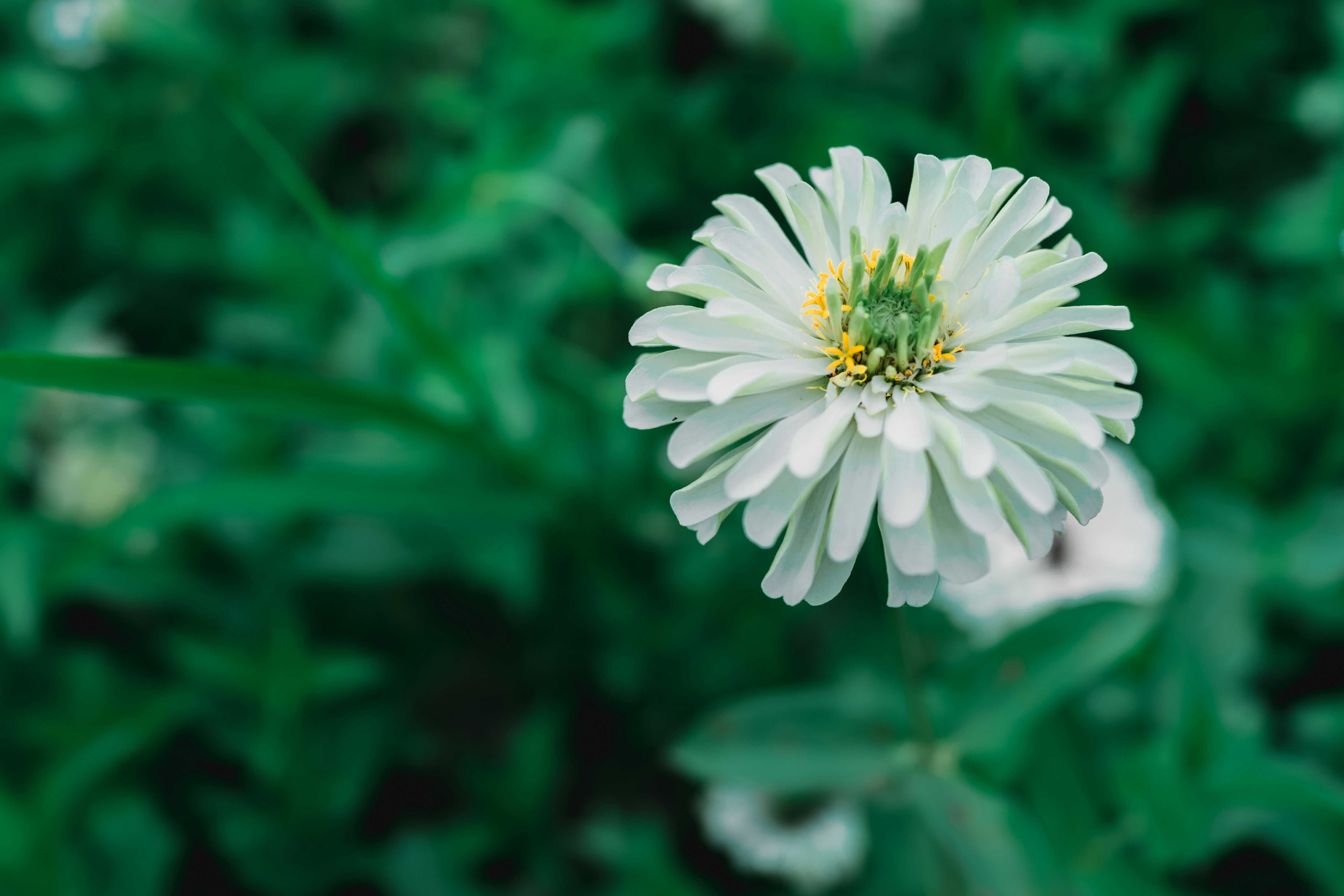 Photo by mocking_bird