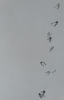 A minimalist image featuring several small black dots and patterns scattered across a light gray textured background. The patterns resemble sporadic clusters that give an impression of abstract art or possibly small natural objects embedded into the surface.