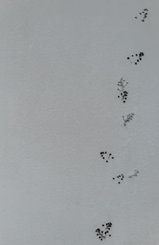 A minimalist image featuring several small black dots and patterns scattered across a light gray textured background. The patterns resemble sporadic clusters that give an impression of abstract art or possibly small natural objects embedded into the surface.