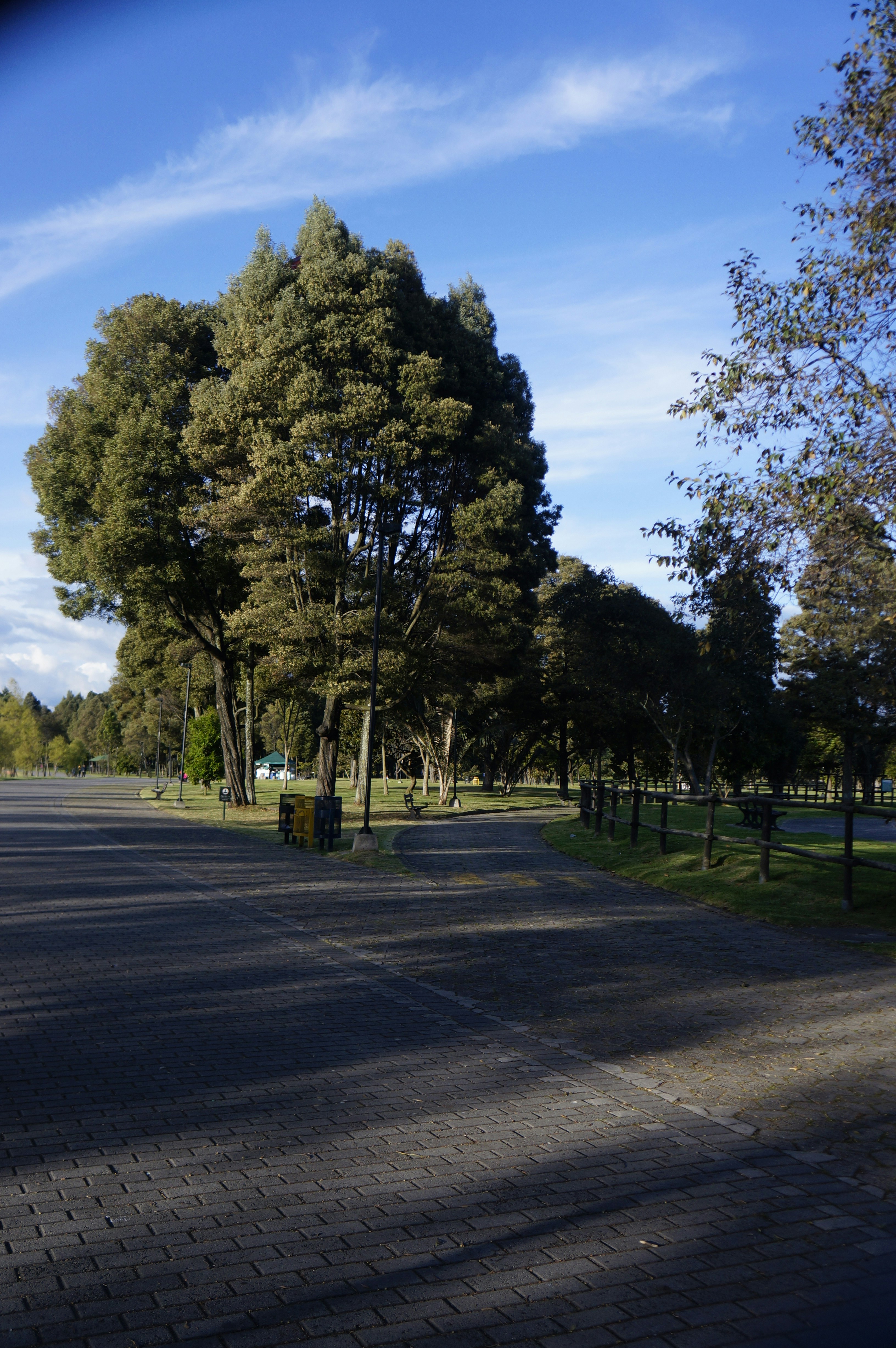 green trees on green grass field during daytime