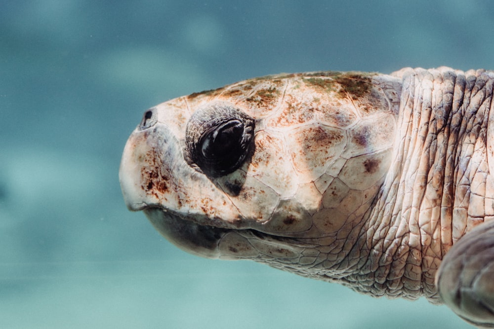 white sea turtle in water