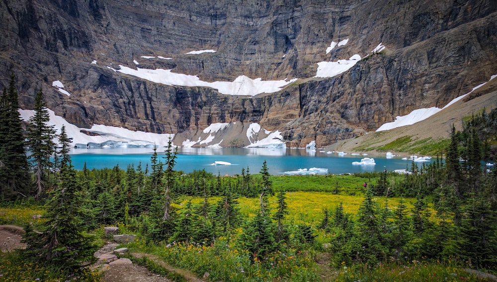 green trees near body of water during daytime