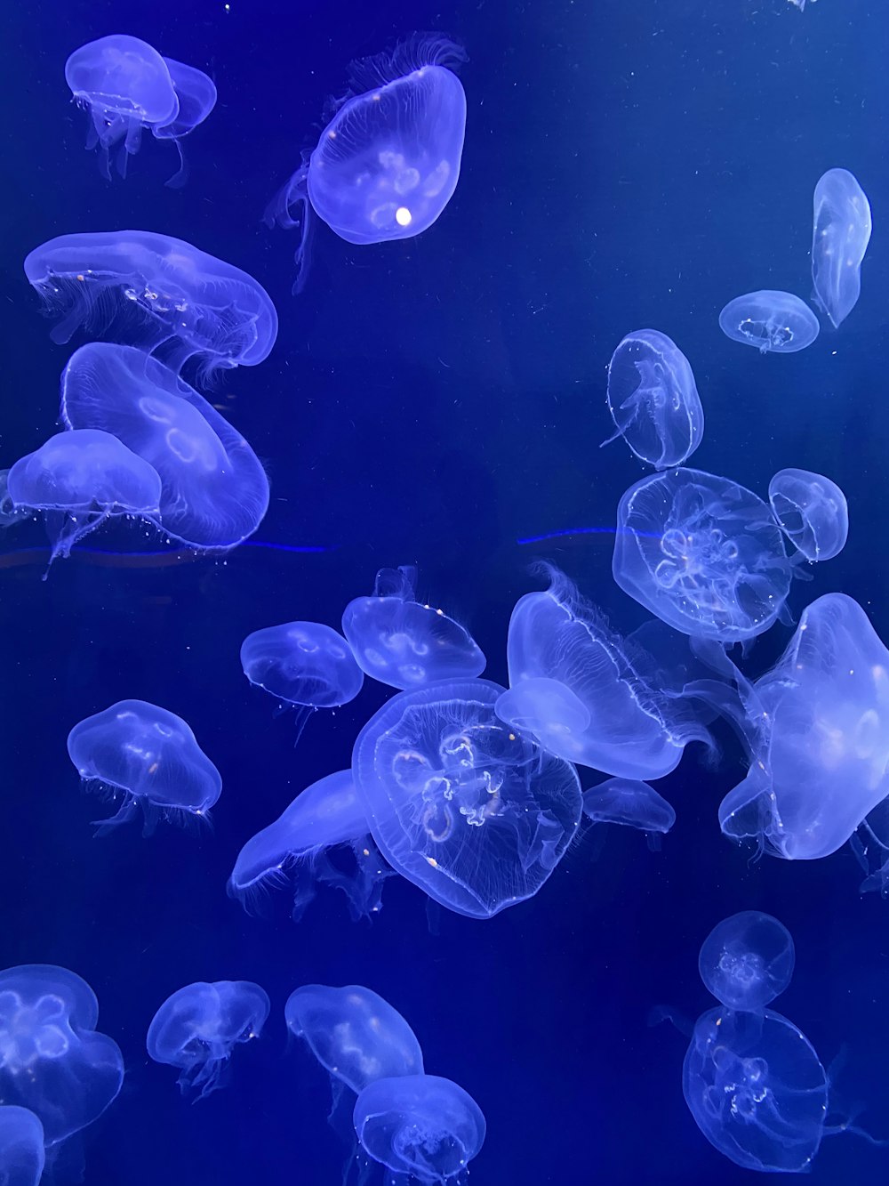 méduses bleues dans l’eau pendant la journée