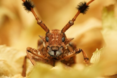 brown and black jumping spider in macro photography