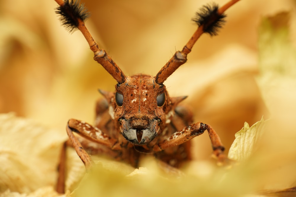 brown and black jumping spider in macro photography