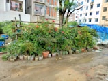 A small garden with a variety of potted plants, including flowering bushes and lush greenery, placed in front of an urban building complex. The potted plants are arranged neatly in rows along a makeshift bamboo structure. The area is surrounded by multi-story residential buildings, some of which have laundry hanging from the balconies. The ground appears to be a dirt path, slightly muddy.