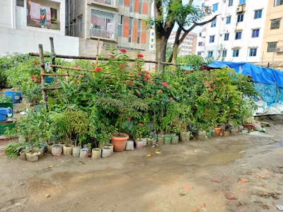 Community garden space behind a small apartment complex.
