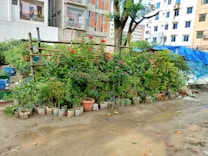 A small garden with a variety of potted plants, including flowering bushes and lush greenery, placed in front of an urban building complex. The potted plants are arranged neatly in rows along a makeshift bamboo structure. The area is surrounded by multi-story residential buildings, some of which have laundry hanging from the balconies. The ground appears to be a dirt path, slightly muddy.