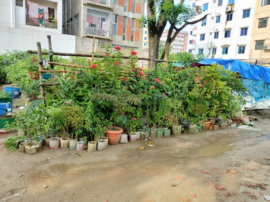 A small garden with a variety of potted plants, including flowering bushes and lush greenery, placed in front of an urban building complex. The potted plants are arranged neatly in rows along a makeshift bamboo structure. The area is surrounded by multi-story residential buildings, some of which have laundry hanging from the balconies. The ground appears to be a dirt path, slightly muddy.