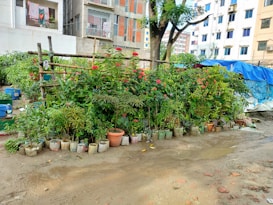 A small garden with a variety of potted plants, including flowering bushes and lush greenery, placed in front of an urban building complex. The potted plants are arranged neatly in rows along a makeshift bamboo structure. The area is surrounded by multi-story residential buildings, some of which have laundry hanging from the balconies. The ground appears to be a dirt path, slightly muddy.