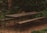 A rustic wooden picnic table with attached benches is situated in a shaded forest area. The table is weathered, with some leaves and twigs scattered on its surface, surrounded by tall trees and dense, green foliage. The ground is covered with dry, brown leaves and pine needles.