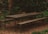 A rustic wooden picnic table with attached benches is situated in a shaded forest area. The table is weathered, with some leaves and twigs scattered on its surface, surrounded by tall trees and dense, green foliage. The ground is covered with dry, brown leaves and pine needles.