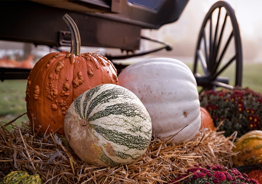 white and orange pumpkin on brown dried grass