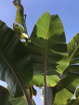 Large banana leaves are captured from a low angle perspective against a clear blue sky. The sunlight filters through the leaves, highlighting their vibrant green color and textured surface.