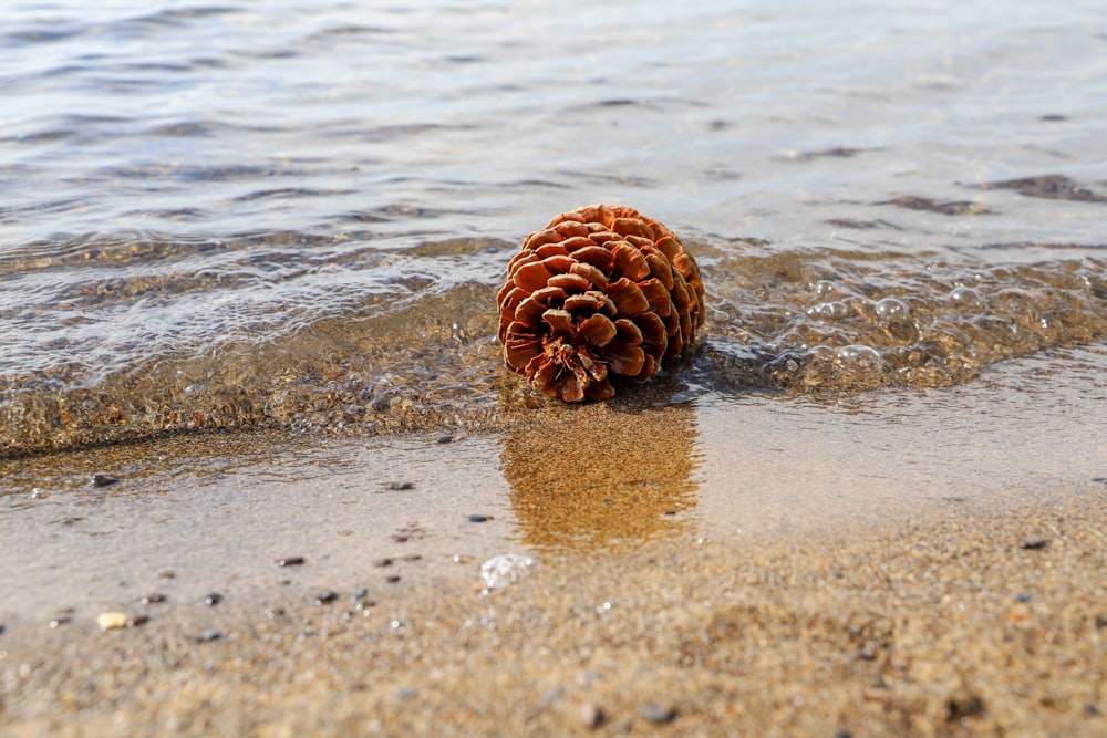 brown sea creature on shore during daytime