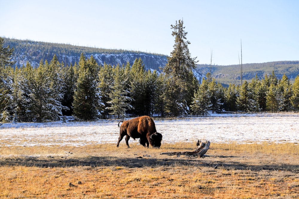 brown animal on brown field during daytime