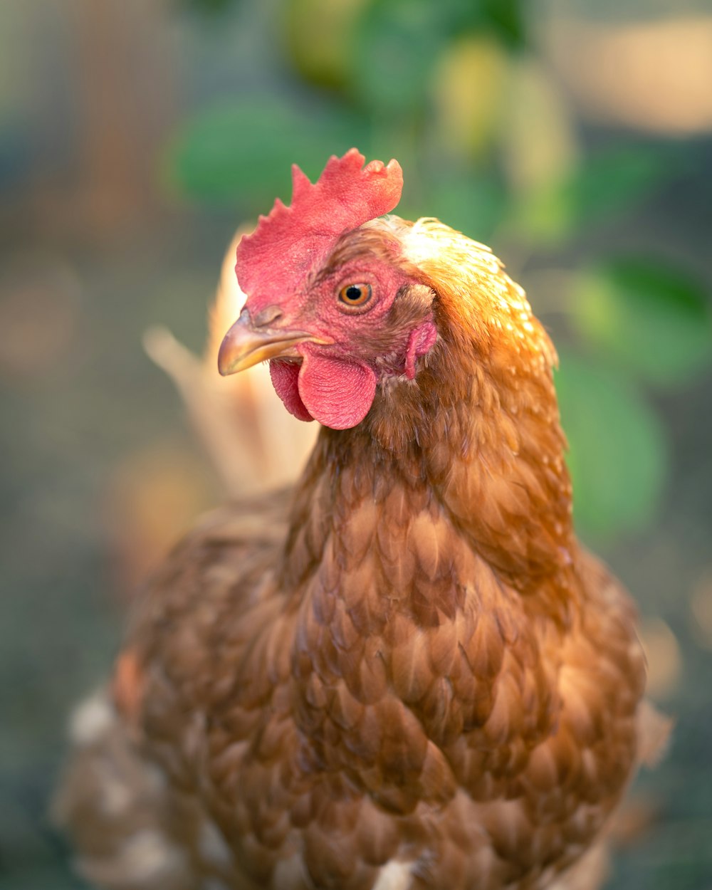 brown hen in tilt shift lens