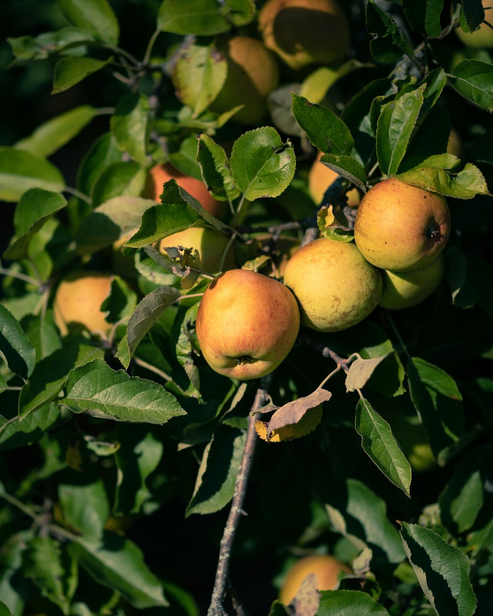 green and yellow apple fruit