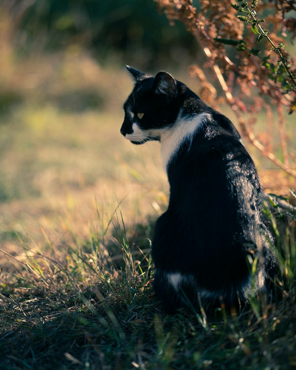 tuxedo cat on green grass field during daytime