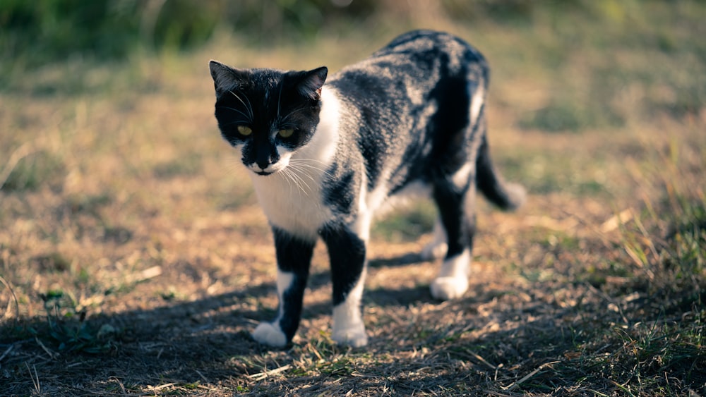 black and white cat on brown field