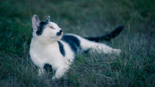 white and black cat on green grass during daytime in Allondrelle-la-Malmaison France