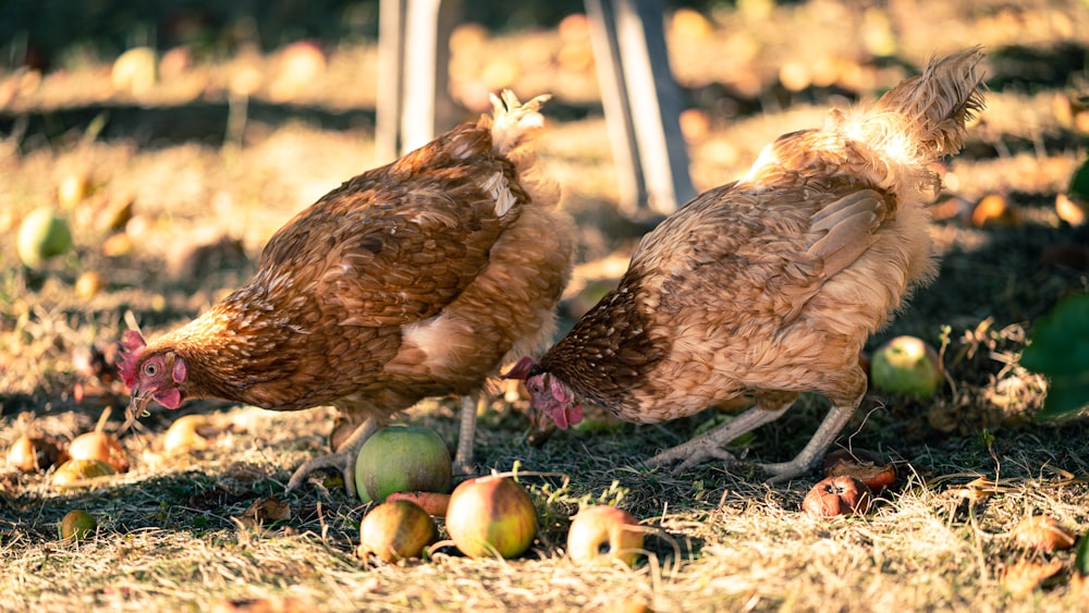 brown chicken on brown soil during daytime